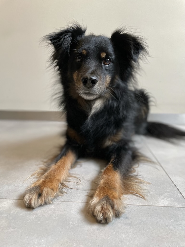 Leon – psi terapeuta, który uczestniczy w dogoterapii i zajęciach dla dzieci w Warszawie.